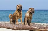 SHAR-PEI 136